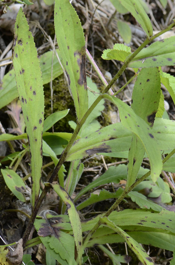 Digitalis lutea  / Digitale gialla piccola